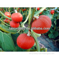 Hot Sale Chinese Hybrid F1 Red Pumpkin Seeds For Sowing
